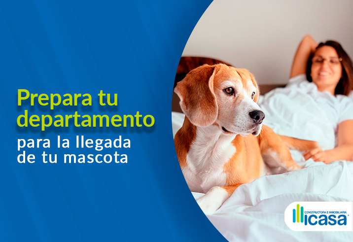 Mascotas: Cómo preparar tu departamento para la llegada de un gato o perro